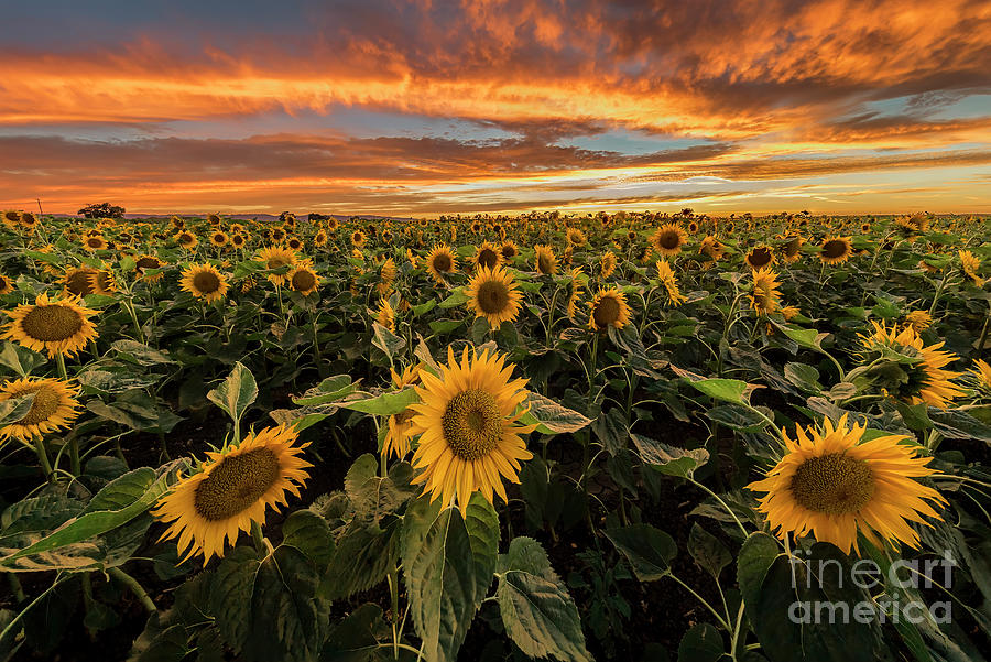 Burning Sunset At Sunflowers Farm Photograph by Spondylolithesis