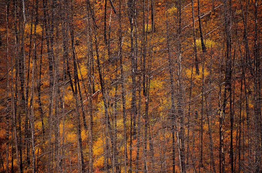 Burnt Forest Colors Photograph