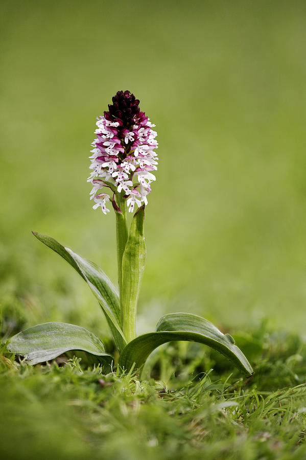Burnt Orchid, Orchis Ustulata Photograph by David Clapp