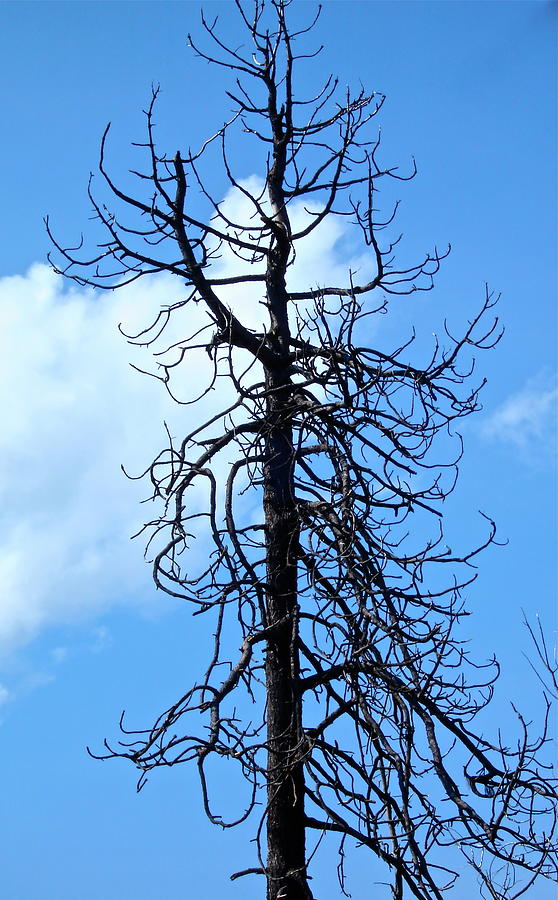 Burnt Pine Photograph by Bonnie See - Fine Art America