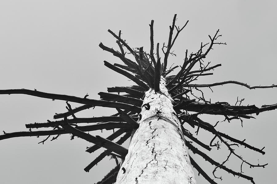 Burnt Tree in black and white Photograph by Sonja Seear | Fine Art America