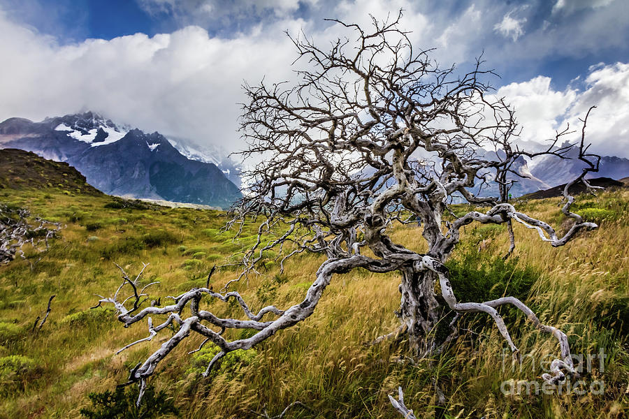 Burnt tree, Torres del Paine, Chile Photograph by Lyl Dil Creations ...