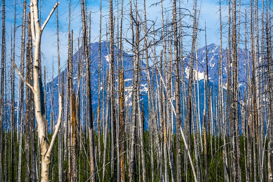 burnt trees against cloudy sky, West Glacier, Going-to-the-Sun R Photograph by Alex Grichenko