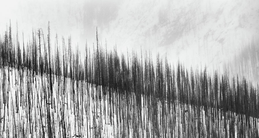 Burnt Trees by David Brookwell Burnt Trees by David Brookwell