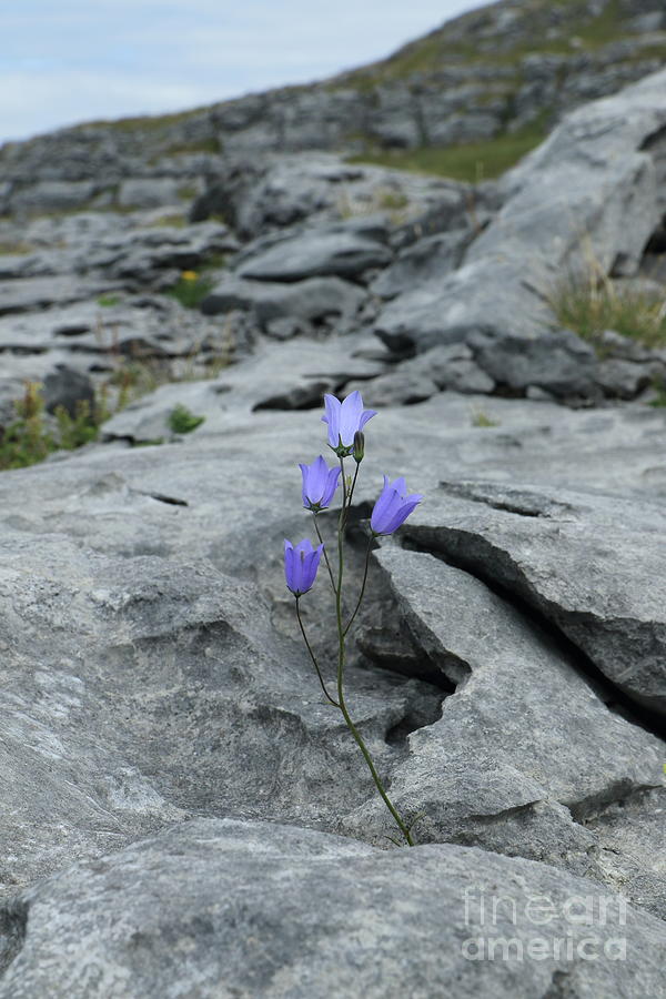 Burren life by Peter Skelton Burren life by Peter Skelton