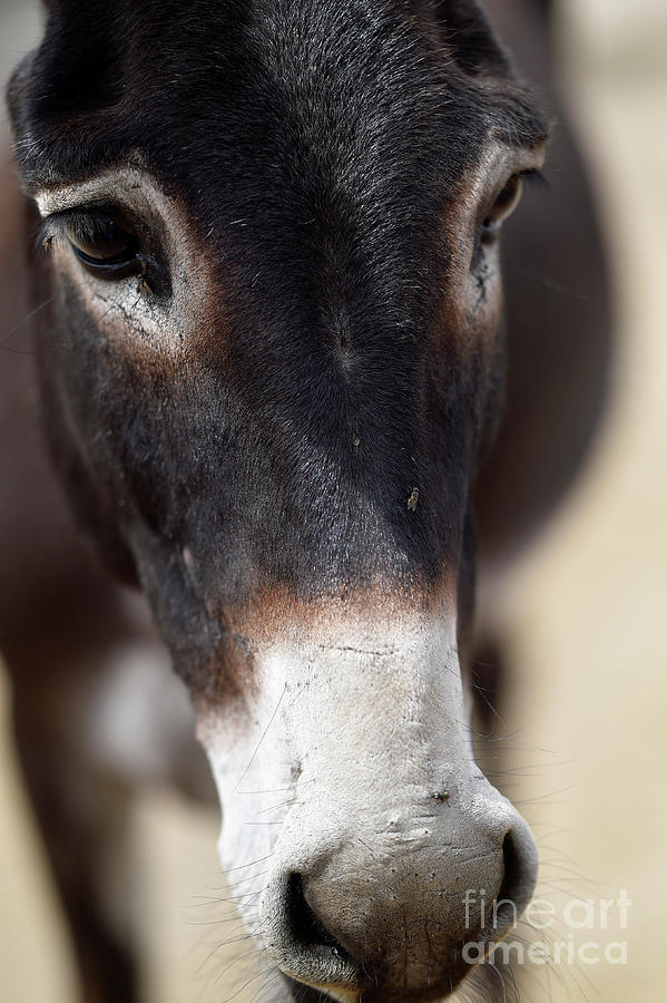 Burro #128 Photograph by Carien Schippers