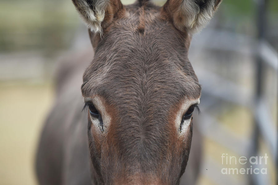 Burro, #184 Photograph by Carien Schippers