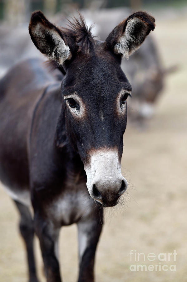 Burro #203 Photograph by Carien Schippers