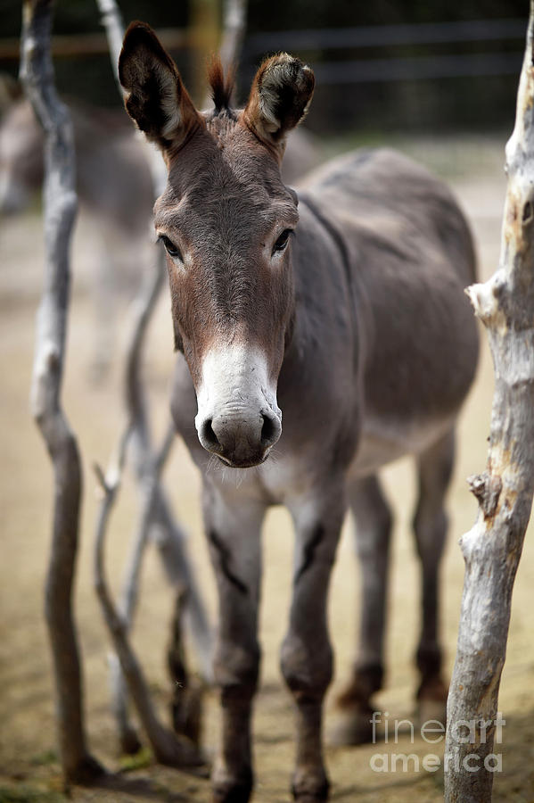 Burro #83 Photograph by Carien Schippers