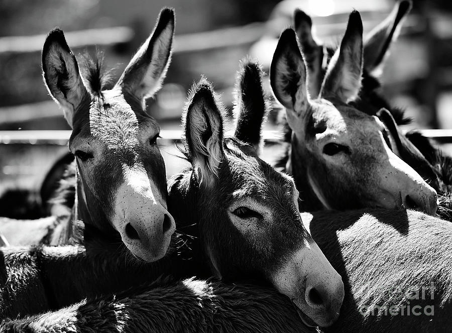 Burro faces Photograph by Carien Schippers