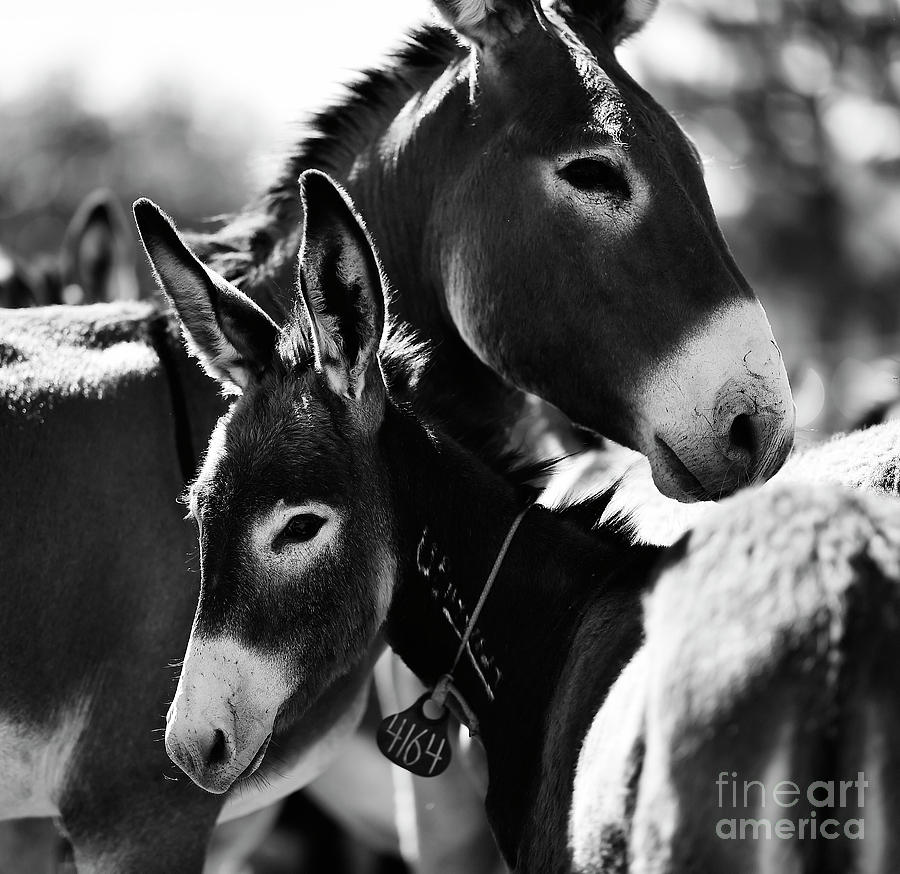 Burro Pair Photograph by Carien Schippers