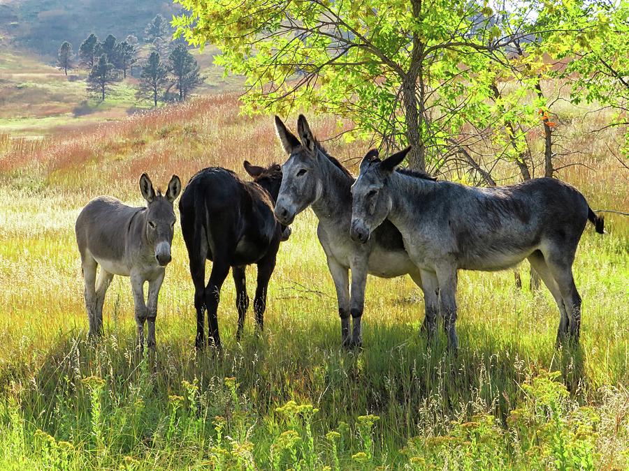 Burros in Custer State Park Photograph by Connor Beekman