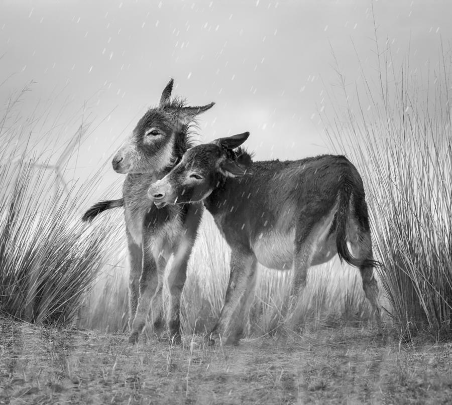 Burros In Rainfall Photograph by Amandalee