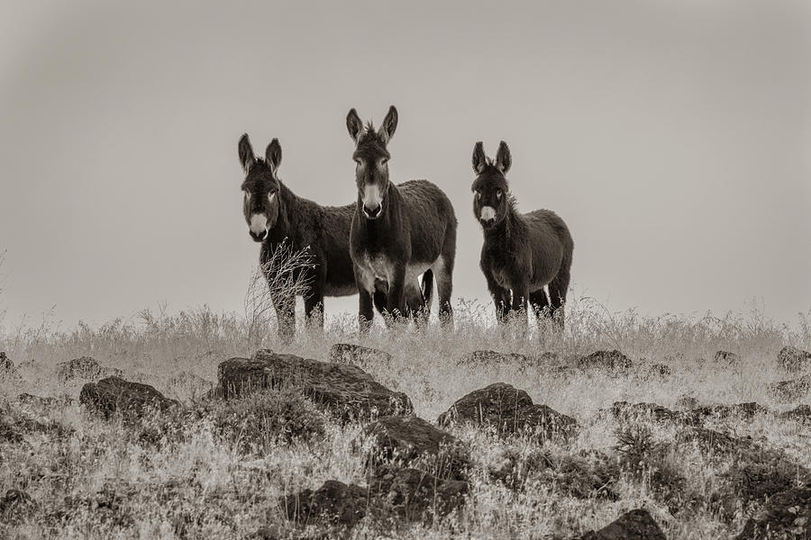 Burros in Sepia Photograph by Randy Robbins