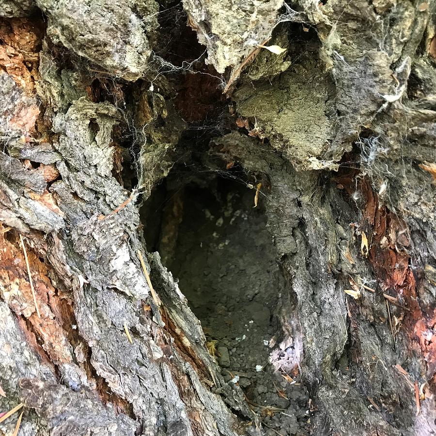 Burrow In Tree Trunk Photograph By Wyoming Beautiful - Fine Art America