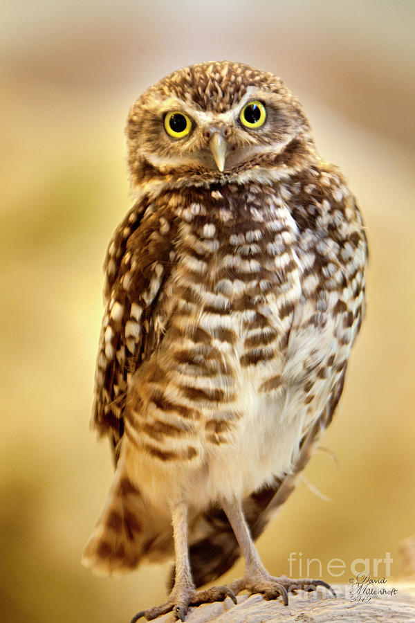 Burrowing Owls Photograph by David Millenheft