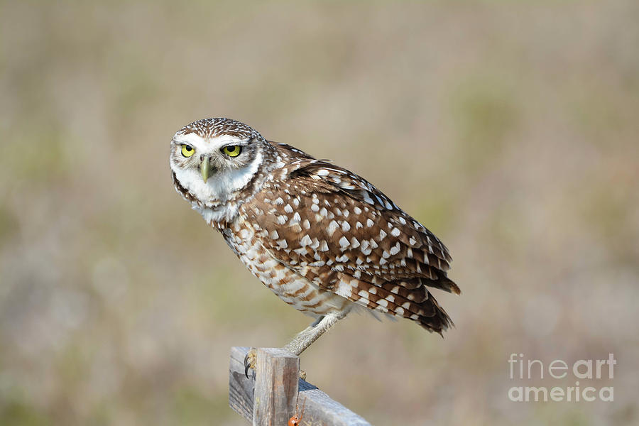 Owl Photograph - Burrowing Owl 3 by Lisa Kilby Owl Photograph - Burrowing Owl 3 by Lisa Kilby