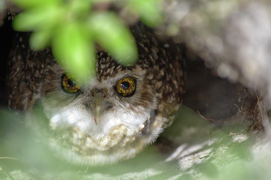 Burrowing Owl Photograph by Alison Belsan Horton