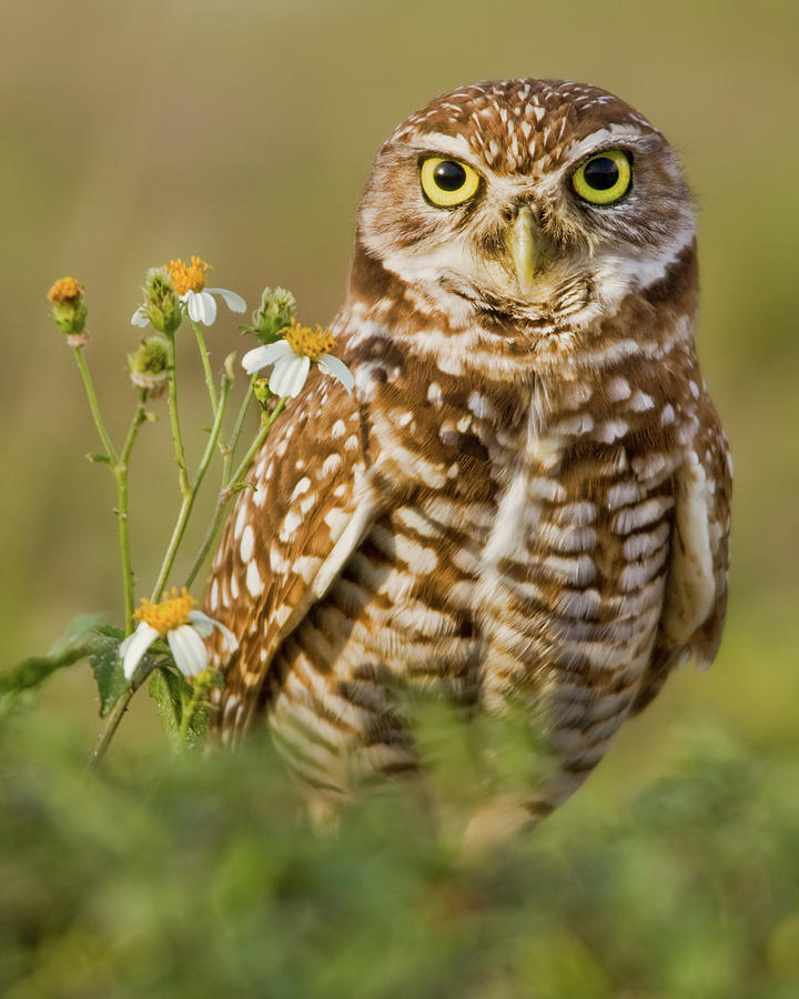 Burrowing Owl and Flower Photograph by Jerry Fornarotto