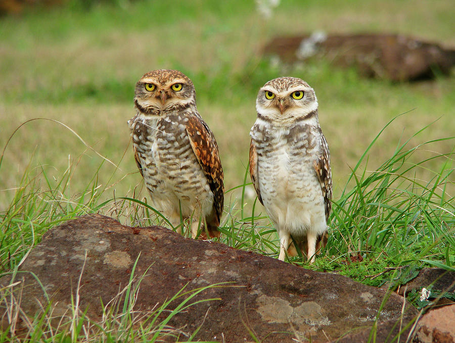 Burrowing Owl Photograph by Antonello