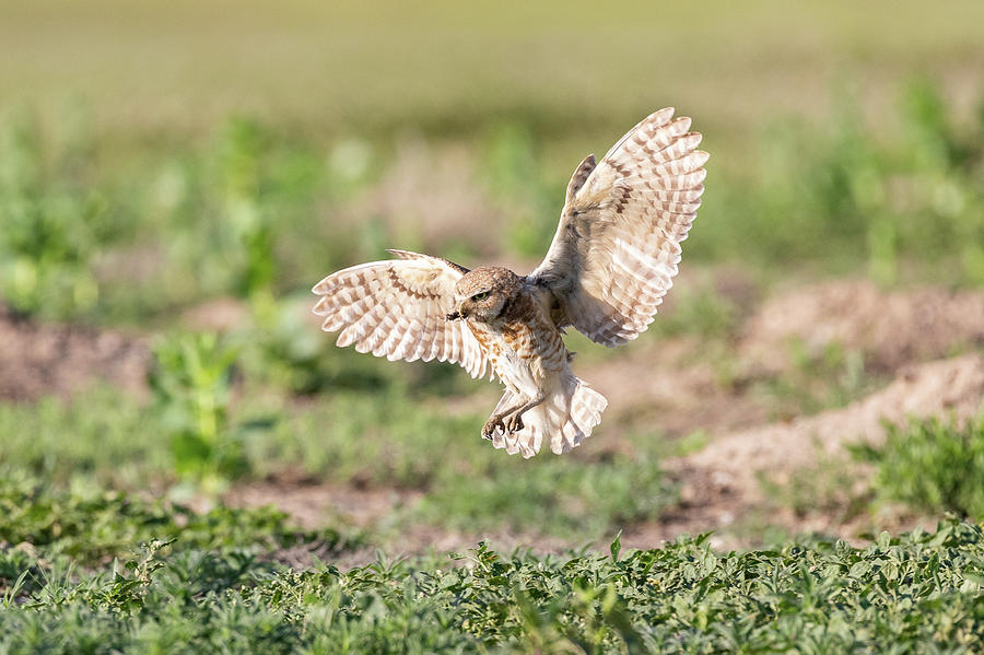 Burrowing Owl Arrives With a Meal Photograph by Tony Hake