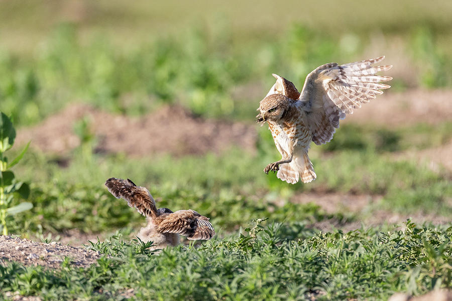 Burrowing Owl Arrives With Breakfast Photograph by Tony Hake