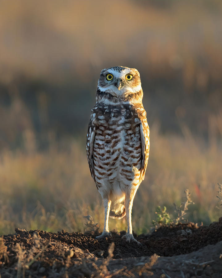 Burrowing Owl at Attention  Photograph by Gary Langley