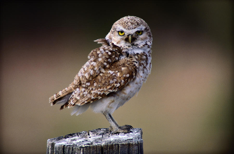 Burrowing Owl Athene Cunicularia Photograph by Art Wolfe