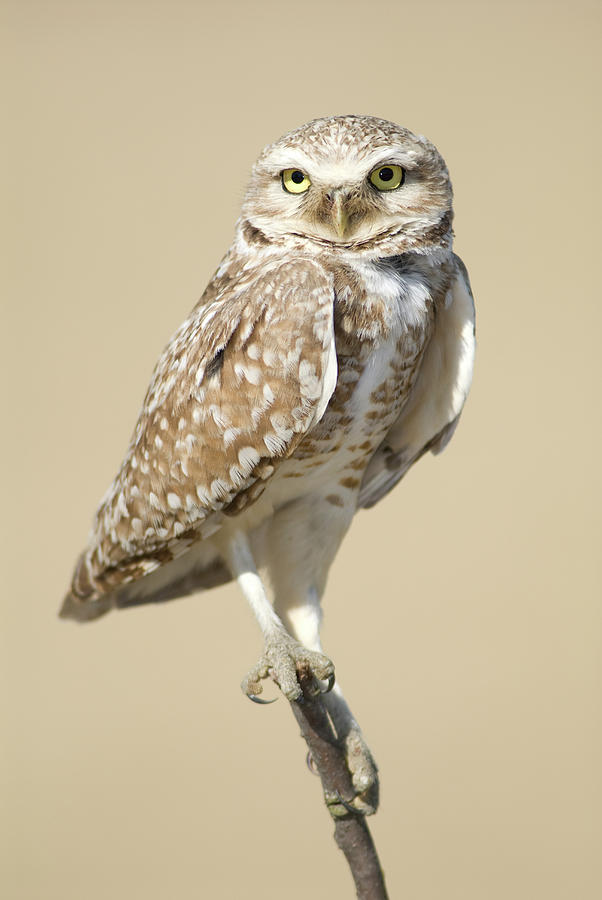 Burrowing Owl Athene Cunicularia Photograph by Josh Miller Photography