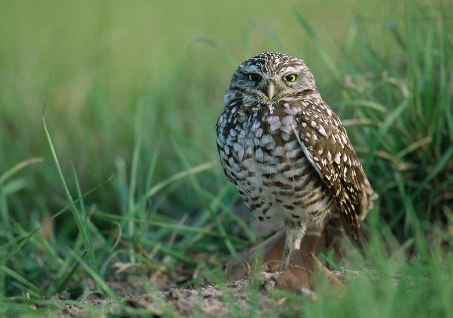 Burrowing Owl Athene Cunicularia Photograph by Nhpa