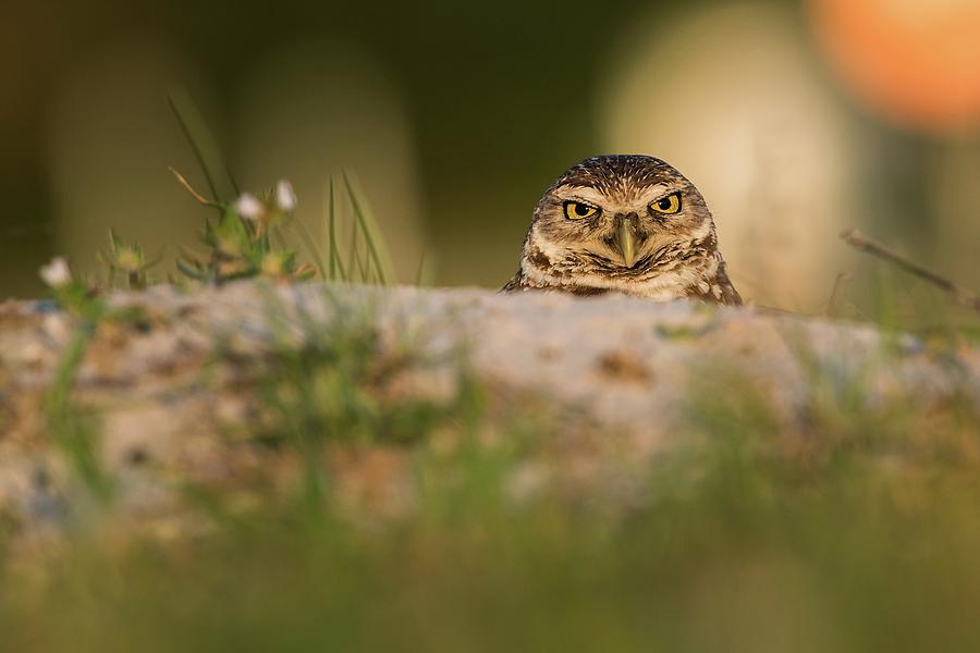 Burrowing Owl (athene Cunicularia) Photograph by Rostislav Kralik
