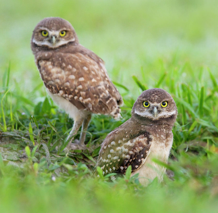 Burrowing Owl Athene Cunicularia Two Photograph by Nhpa
