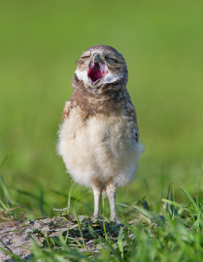 Burrowing Owl Athene Cunicularia Young Photograph by Nhpa