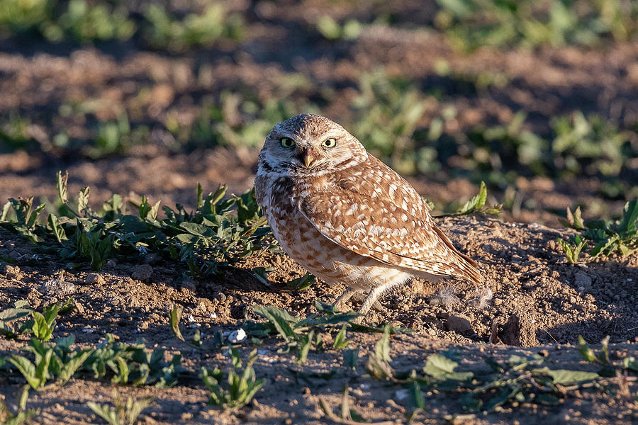 Burrowing Owl Attitude Photograph by Tony Hake