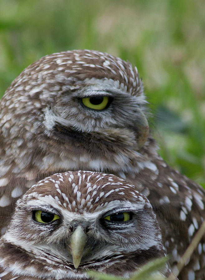 Burrowing Owl Baby And Mother Marathon Photograph by Jim Austin Jimages Digital Photography