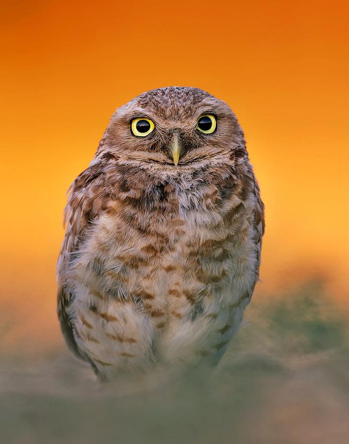 Burrowing Owl Photograph by Bo Wang