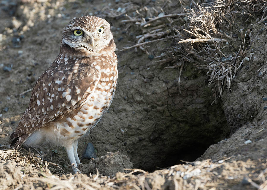 Burrowing Owl by the House Photograph by Tran Boelsterli - Fine Art America