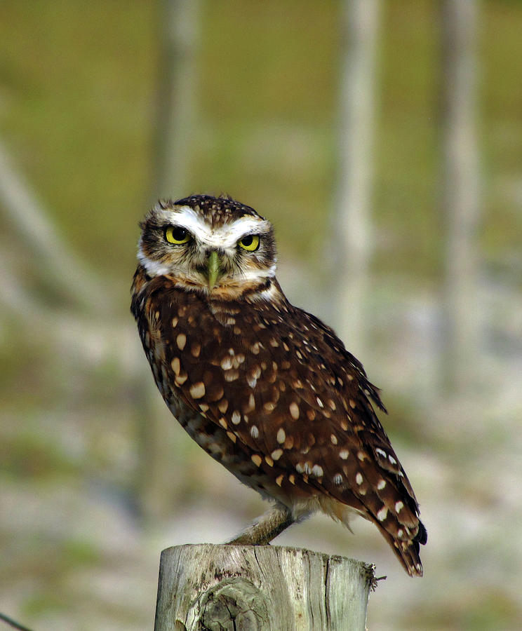 Burrowing Owl Photograph by By Walter Staeblein