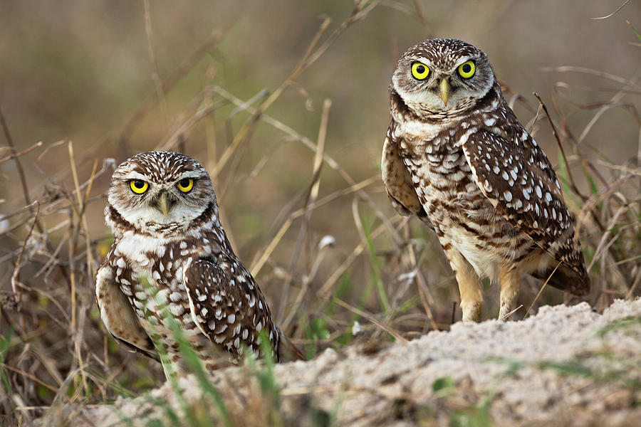 Adam Jones Photograph - Burrowing Owl, Cape Coral, Florida by Adam Jones