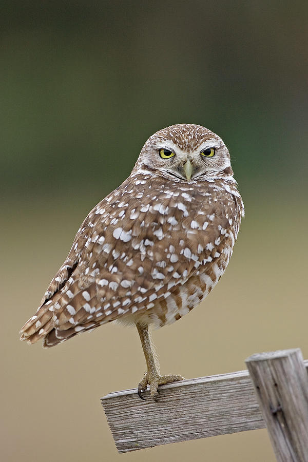 Cape Coral Photograph - Burrowing Owl, Cape Coral, Florida, Usa by Winfried Wisniewski