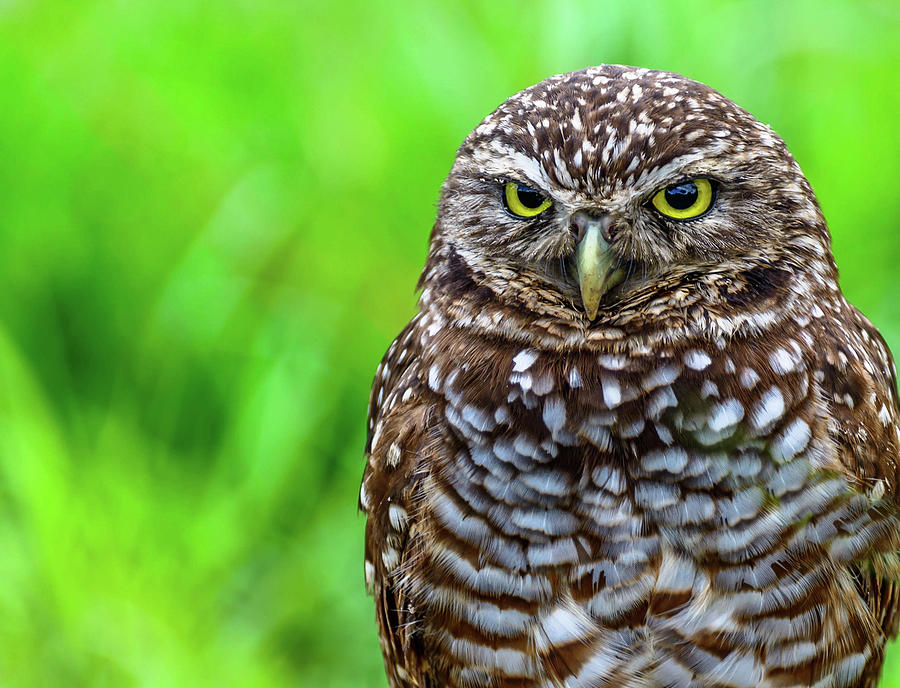 Burrowing Owl Close Up Photograph by Debra Kewley