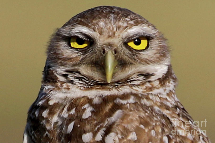 Burrowing Owl Photograph - Burrowing Owl Close-up by Meg Rousher