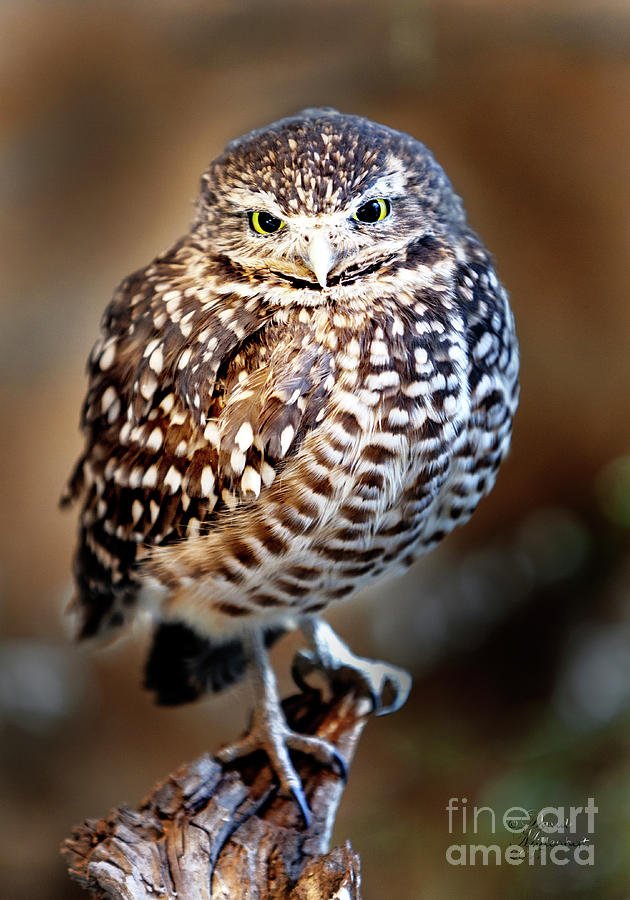 Owl Photograph - Owl,Bird,Burrowing Owl,Burrowing,Nature,Wildlife,Birds,Owls, by David Millenheft