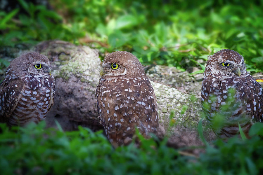 Burrowing Owl Family Photograph by Mark Andrew Thomas