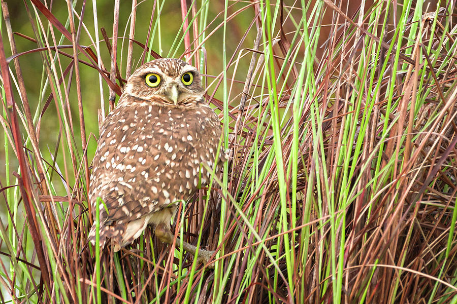 Burrowing Owl Hato Barley Tauramena Casanare Colombia Photograph by Adam Rainoff