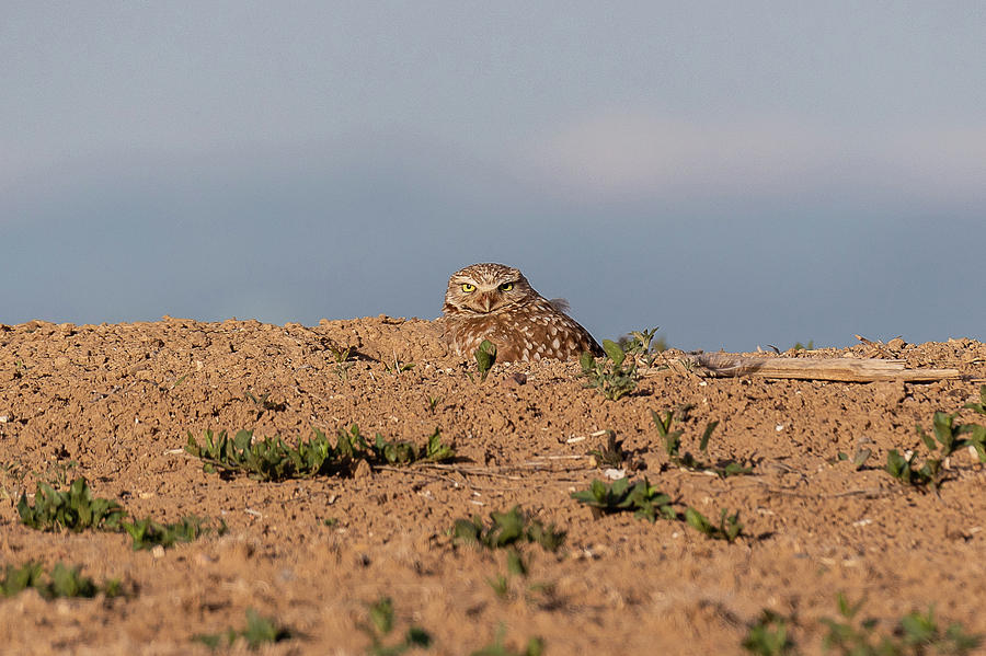 Burrowing Owl Hunkers Down Photograph by Tony Hake