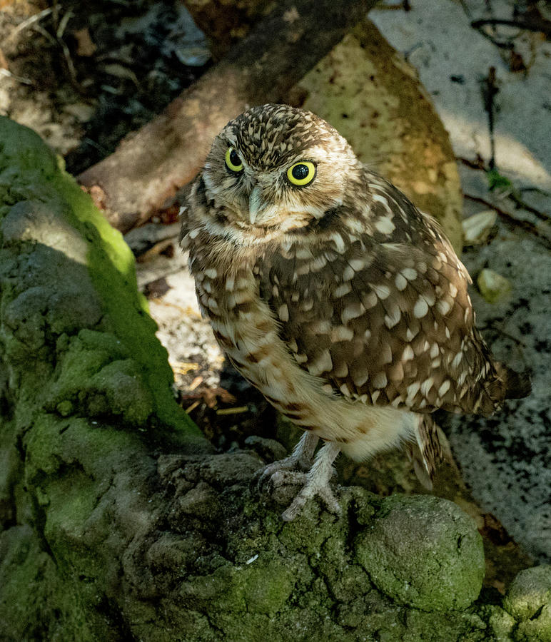 Burrowing Owl in Florida Photograph by Margaret Zabor
