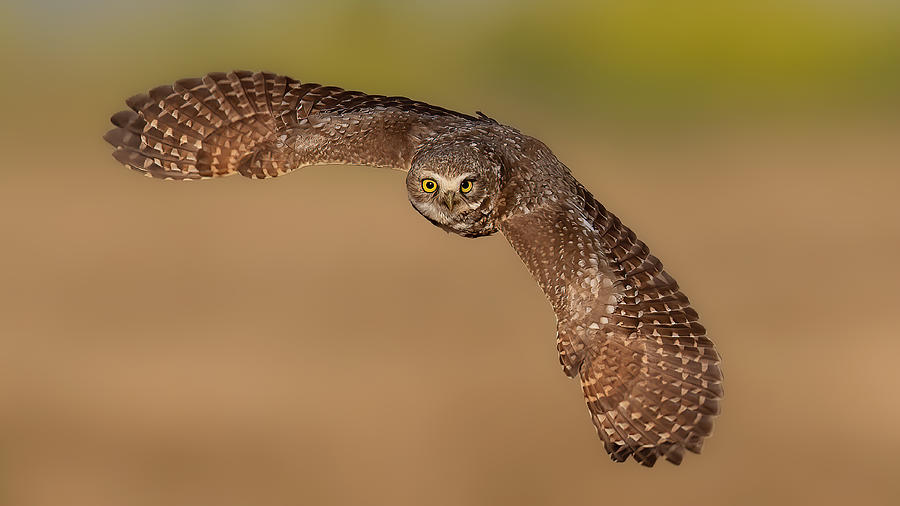burrowing owl flying