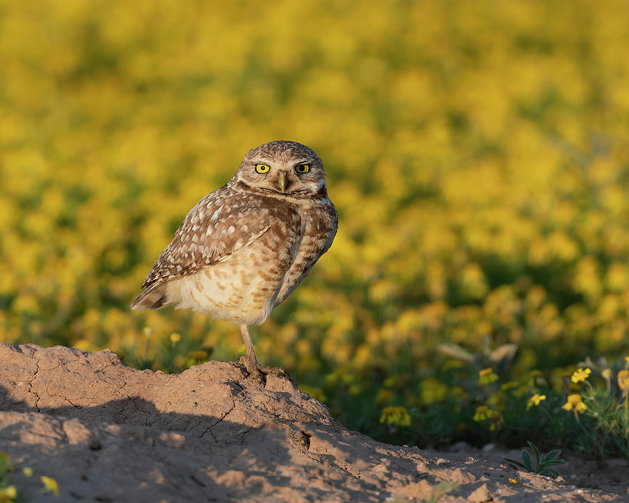  Burrowing Owl in Spring flowers Photograph by Gary Langley