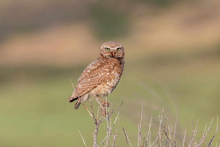 Burrowing Owl in the Colorado Foothills Photograph by Tony Hake